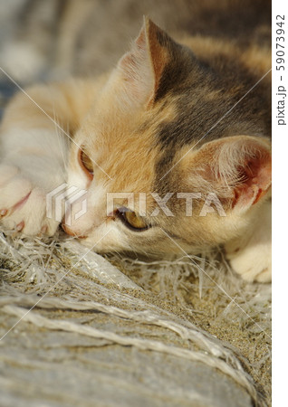 じゃれる子猫 59073942