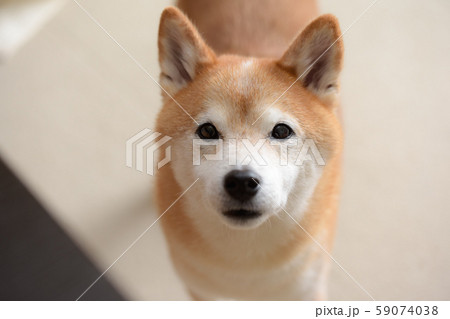 柴犬見上げる 59074038
