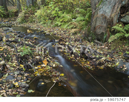 Long exposure magic forest stream cascade creek in Long exposure magic forest stream cascade creek in 59075747