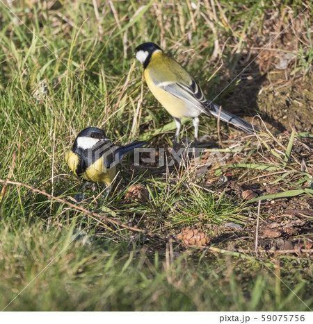 Close up two Great tit, Parus major birds on lush 59075756