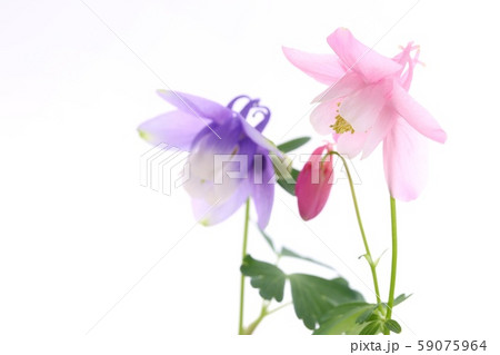 ミヤマオダマキ　青花　桃色花　白背景 59075964