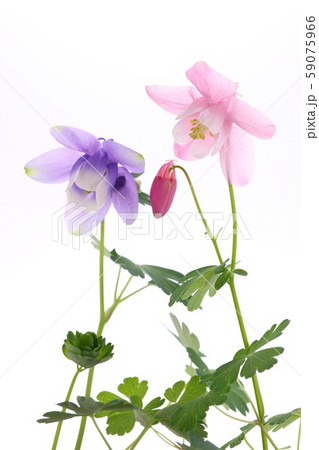 ミヤマオダマキ　青花　桃色花　白背景 59075966