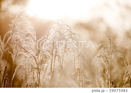 霜とすすき 霜とすすき 59075983