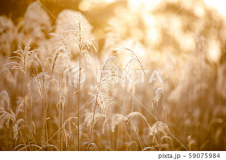 すすきと霜 すすきと霜 59075984