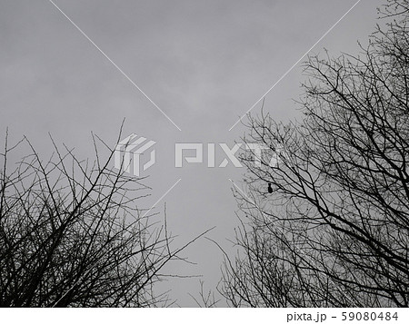 冬木～モノクロのイメージ 59080484