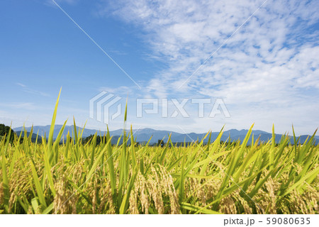 稲　田んぼ　蔵王連峰　山並み　東北 59080635