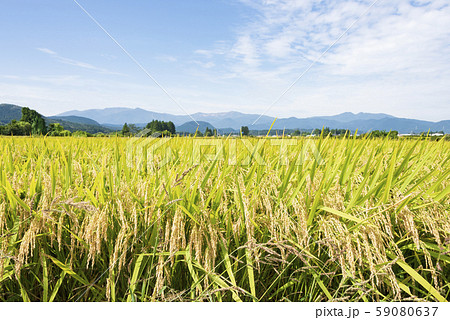 稲 田んぼ 蔵王連峰 山並み 東北 稲 田んぼ 蔵王連峰 山並み 東北 59080637