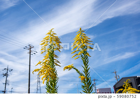 セイタカアワダチソウと空 59080752