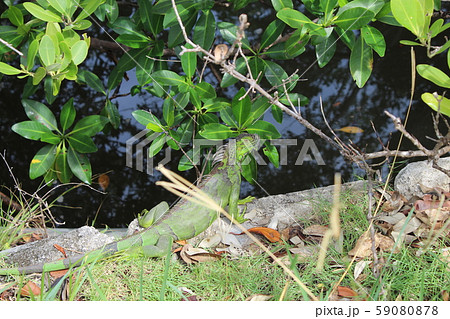 green iguana in Miami Beach green iguana in Miami Beach 59080878