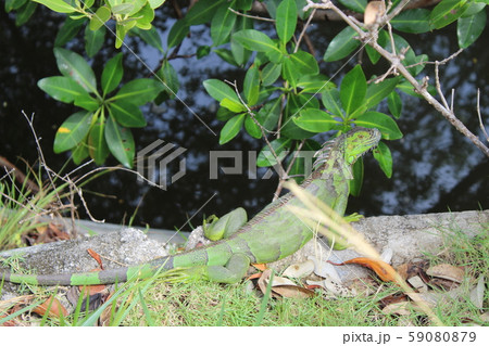 green iguana in Miami Beach green iguana in Miami Beach 59080879