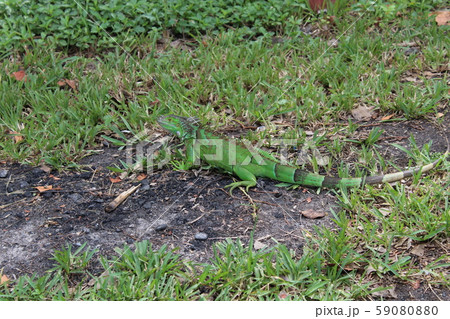 green iguana in Miami Beach green iguana in Miami Beach 59080880