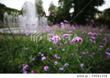 ベルナルディン庭園のヴェルベナ ヴィルニュス・リトアニア ベルナルディン庭園のヴェルベナ ヴィルニュス・リトアニア 59081208