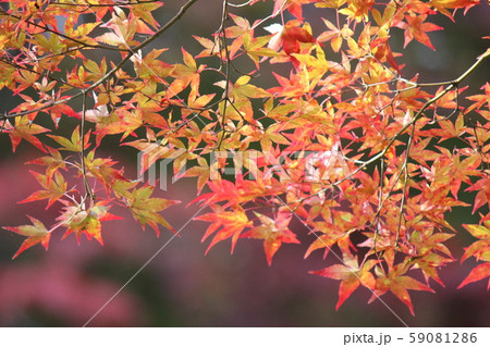 東北の紅葉 東北の紅葉 59081286