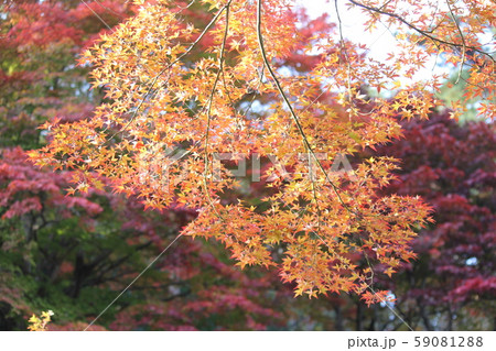 東北の紅葉 59081288