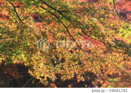 東北の紅葉 東北の紅葉 59081292