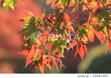 東北の紅葉 東北の紅葉 59081465