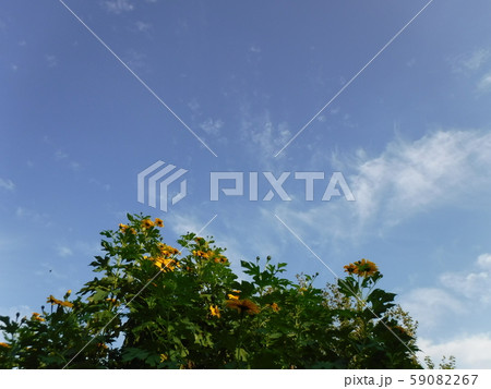 空と花 59082267