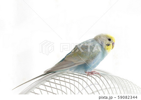 セキセイインコ　リラックス 59082344