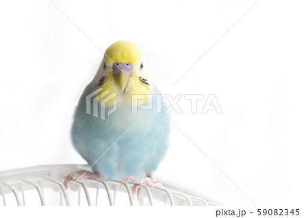 セキセイインコ リラックス セキセイインコ リラックス 59082345