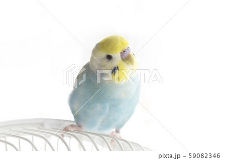 セキセイインコ リラックス セキセイインコ リラックス 59082346