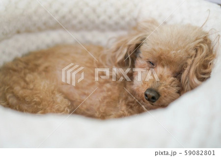 犬 59082801