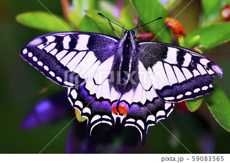 Swallowtail butterfly in flowers, Papilio machaon 59083565