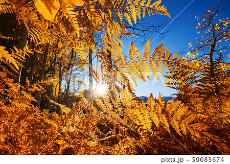 Autumn forest 59083674