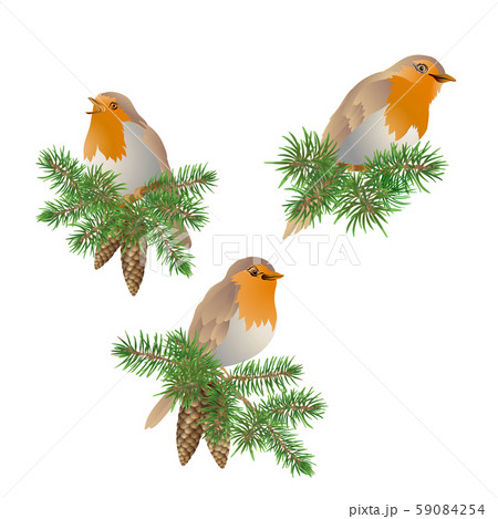 Robin bird - a symbol of Christmas 59084254