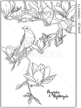 Magnolia tree branch Magnolia tree branch 59084273