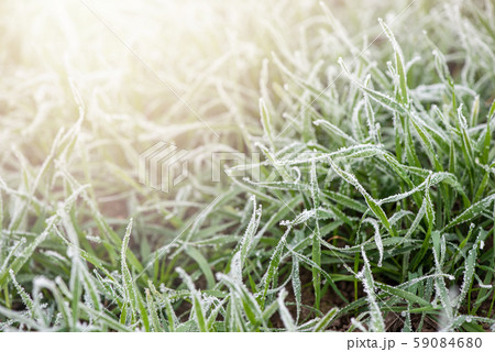 Hoarfrost on grass. Dawn. Soft sunlight awakens the earth. Beauty of nature, morning time 59084680