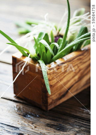 Fresh spring green onion 59084758