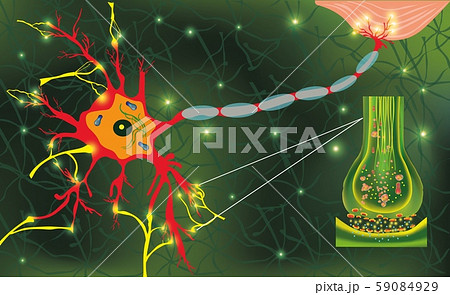 Anatomy neyron cells. Transmission signal of impulse in a living organism. Signaling in the brain Anatomy neyron cells. Transmission signal of impulse in a living organism. Signaling in the brain 59084929