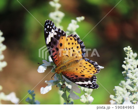 ツマグロヒョウモン　メス 　Indian Fritillary 59084965