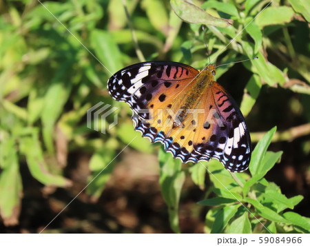 ツマグロヒョウモン　メス 　Indian Fritillary 59084966