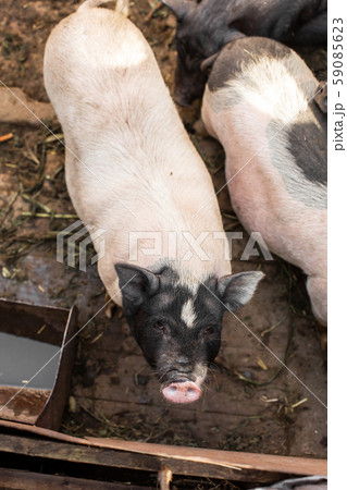 Pigs family in pigsty, look into camera. dirty and Pigs family in pigsty, look into camera. dirty and 59085623