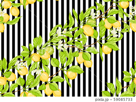 Lemon tree branch with lemons Lemon tree branch with lemons 59085733