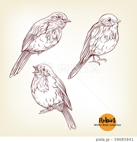 Robin bird - a symbol of Christmas. 59085841