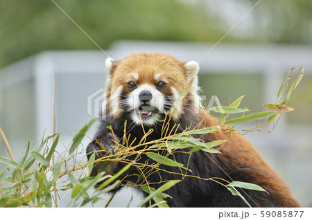 レッサーパンダ(赤パンダ) レッサーパンダ(赤パンダ) 59085877