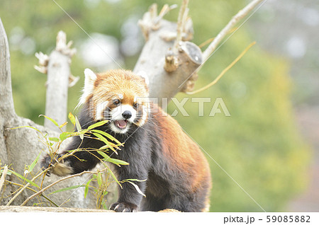 レッサーパンダ（赤パンダ） 59085882