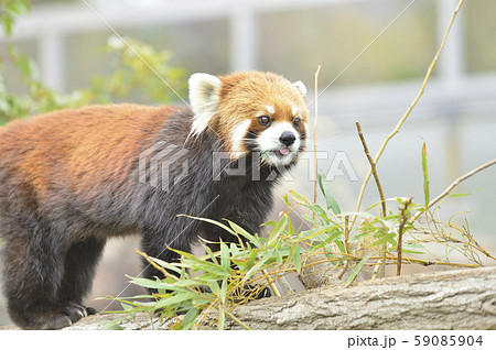 レッサーパンダ 赤パンダ の写真素材