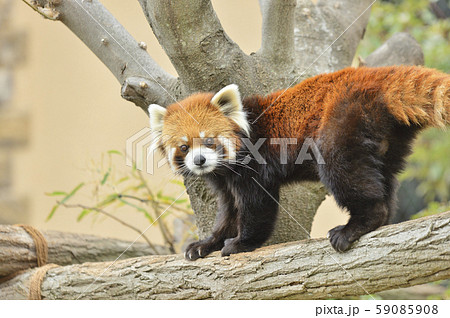 レッサーパンダ 赤パンダ の写真素材