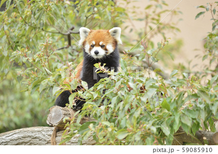 レッサーパンダ（赤パンダ） 59085910