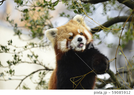 レッサーパンダ（赤パンダ） 59085912
