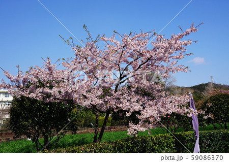 玉縄桜   'Tamanawa-zakura'  Cherry blossoms 59086370