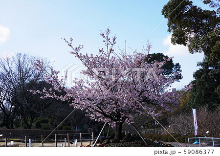 玉縄桜   'Tamanawa-zakura'  Cherry blossoms 59086377