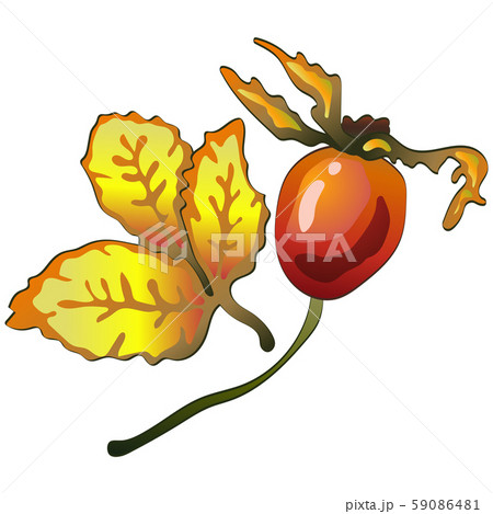 Vector autumn yellow rose hip leaves and plant. 59086481