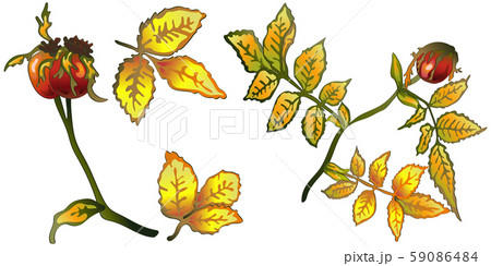 Vector autumn yellow rose hip leaves and plant. 59086484