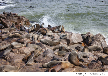 Cape Cross Seal Colony - Namibia - Africa Cape Cross Seal Colony - Namibia - Africa 59086735