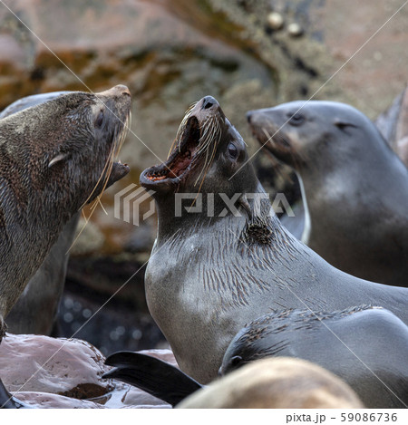 Cape Fur Seals - Cape Cross Seal Colony - Namibia 59086736