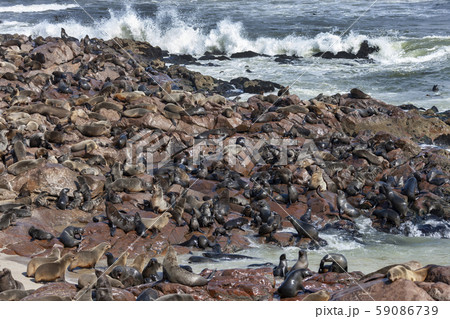 Cape Cross Seal Colony - Skeleton Coast - Namibia 59086739